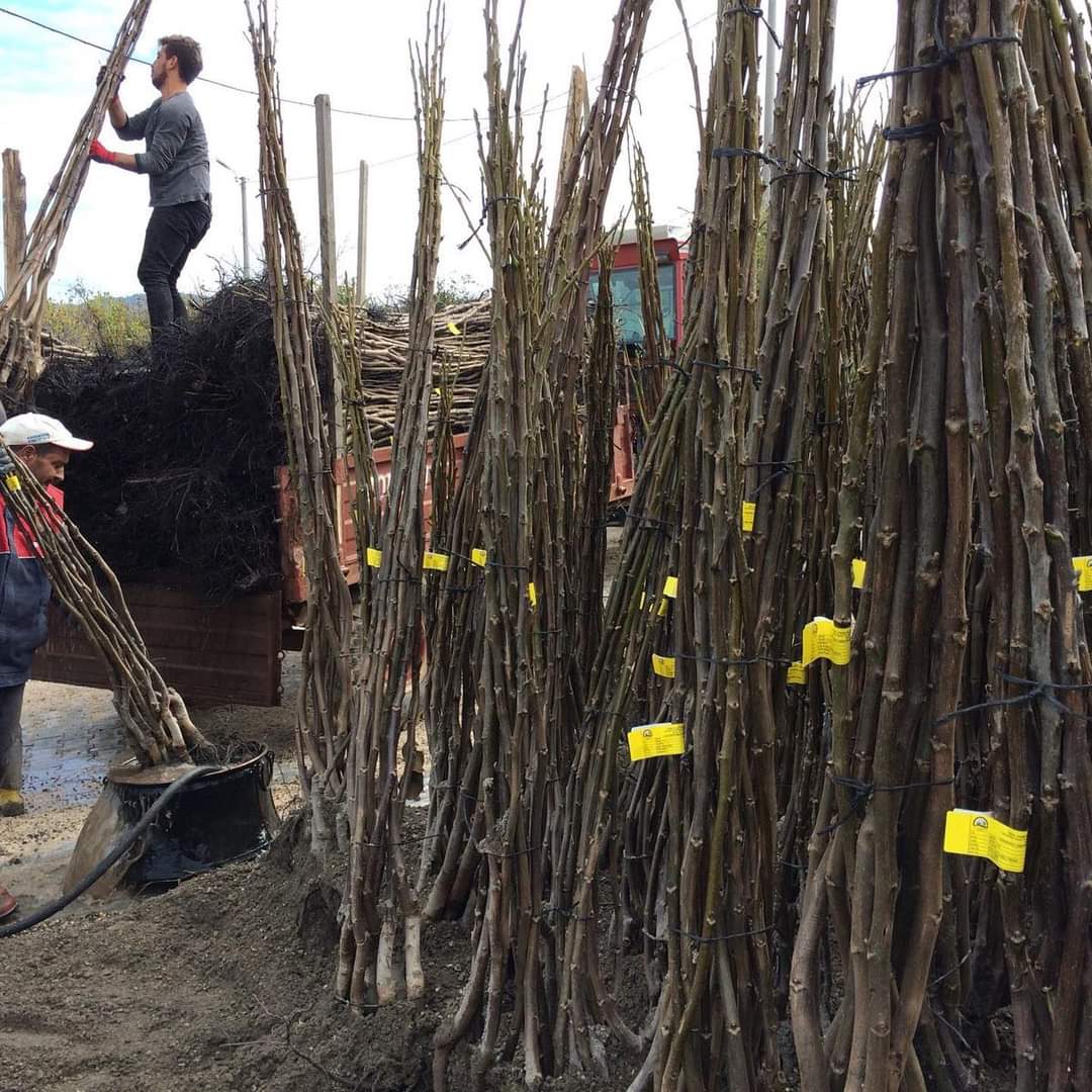 FERNETTE CEVİZ FİDANI